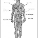 Lymph Nodes location