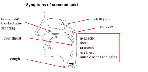 Symptoms Common Cold