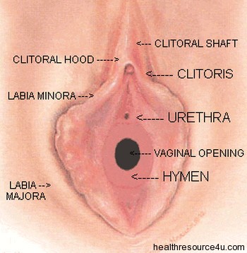 Hyman Sex 29