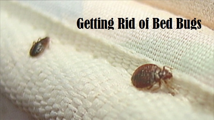 Getting Rid of Bed Bugs