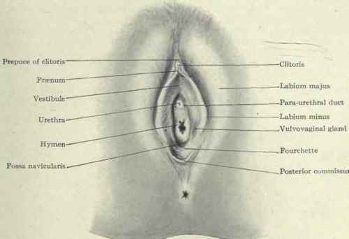 How deep in the vagina is the hymen