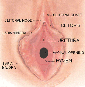 hymen picture diagram