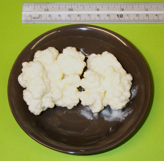 kefir grains