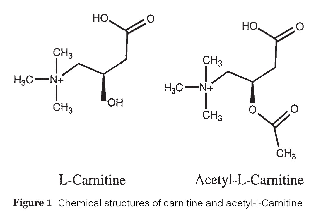 Acetyl L-Carnitine