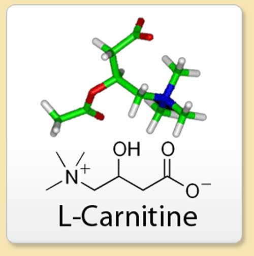 l-carnitine