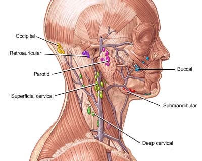 Lymph-Node-Locations