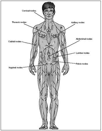 Lymph Nodes location