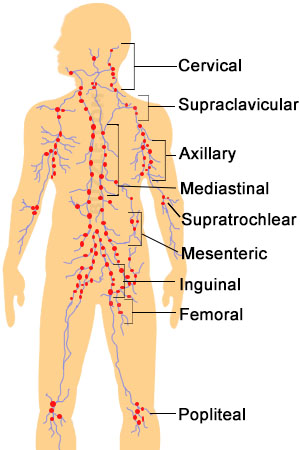 Lymph Nodes In Body Chart