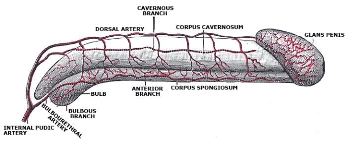 Peyronie's Disease