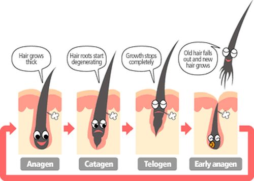 hair growth cycle