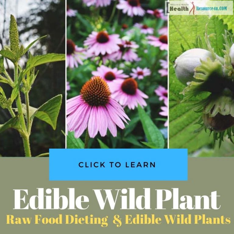 Raw Food Edible wild plant Dieting