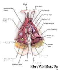 Anatomy of Female External Reproductive Area