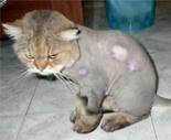 Cat with Ringworm