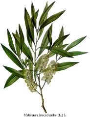 Tea Tree Oil Plant