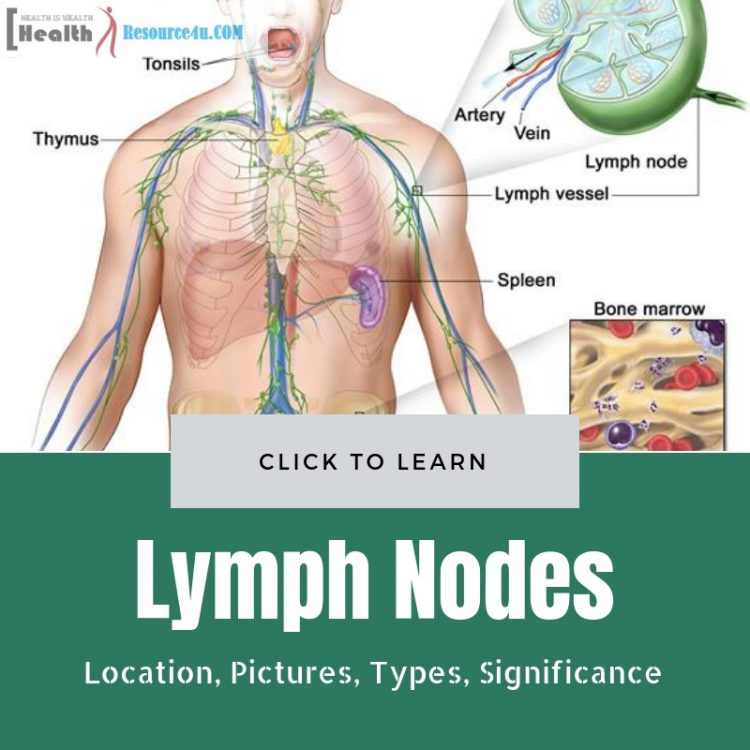 Lymph Nodes Location