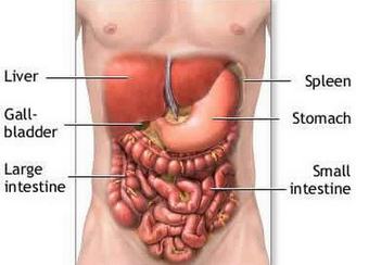 Location of the Liver