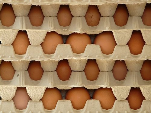 eggs