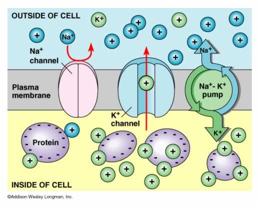 How Sodium Works To Balance Fluids