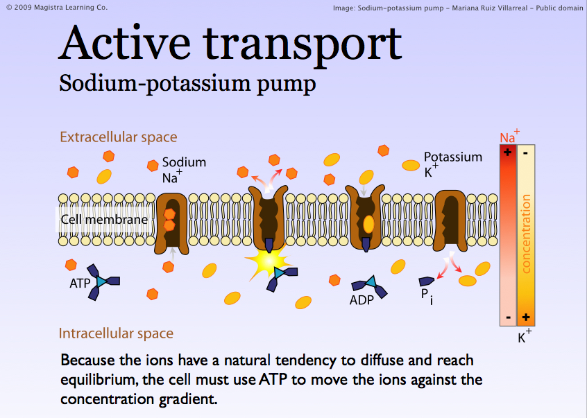 Water Cell Transport