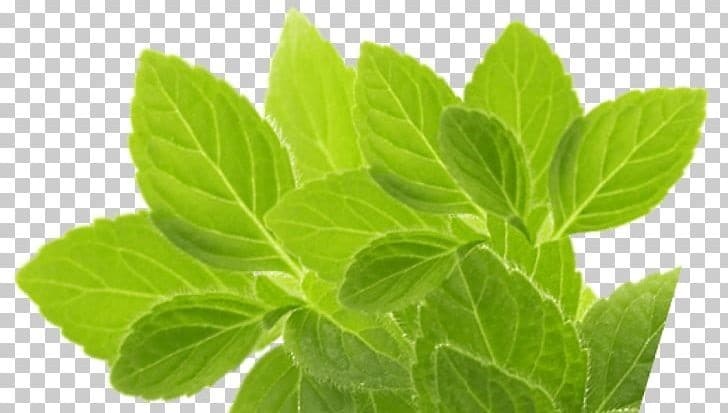 herbs for hepatitis