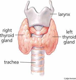 The Thyroid Gland