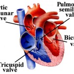Types of heart valve