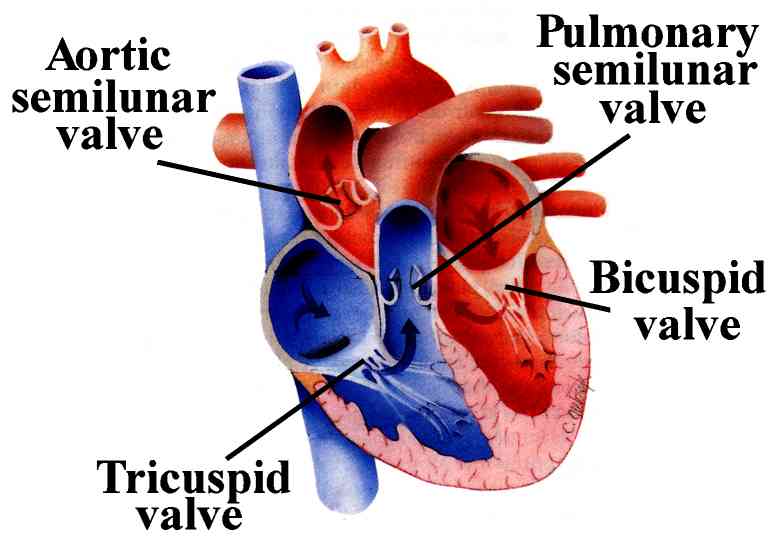 Types of heart valve