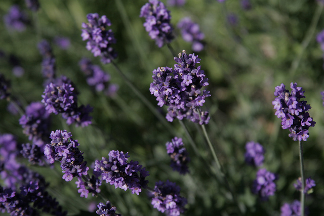 Rosemary and Lavender