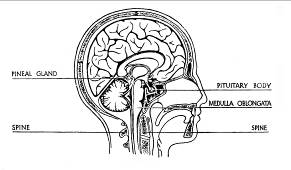 Types of Pituitary Tumours