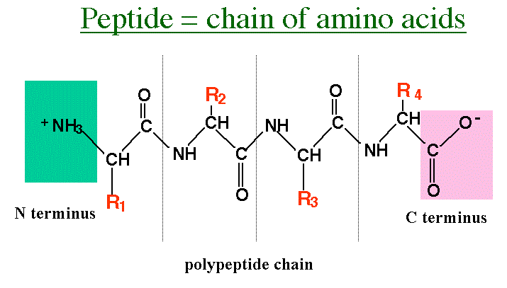 peptide chain of amino acids