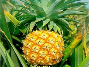 Bromelain Supplement