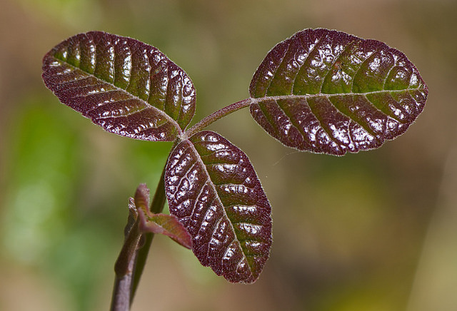 How Does Poison Oak Rash Spread?