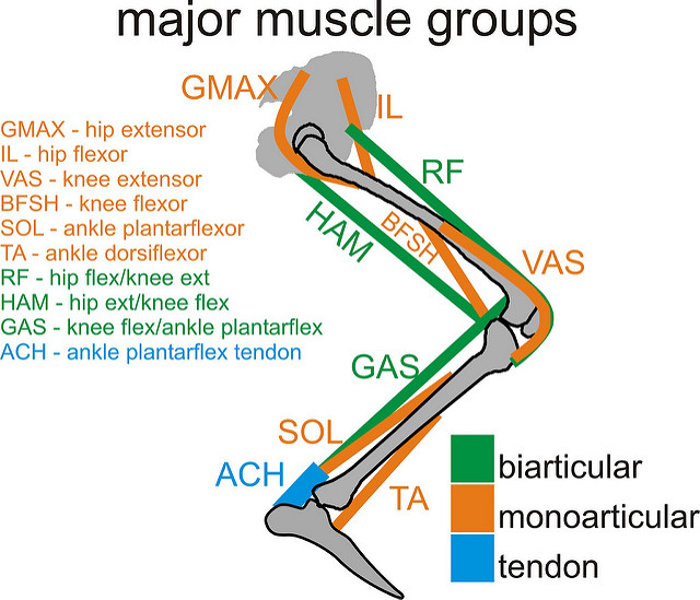 Level of Muscle Strain