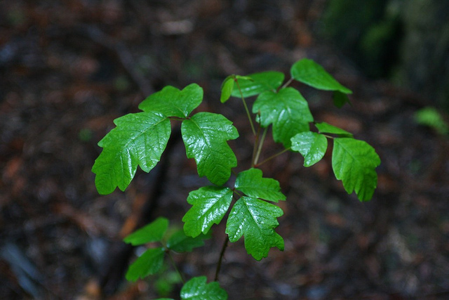 Treatment of Poison Oak