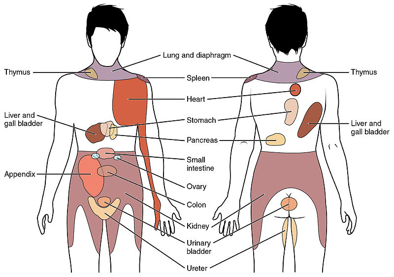 Correct Bad Posture