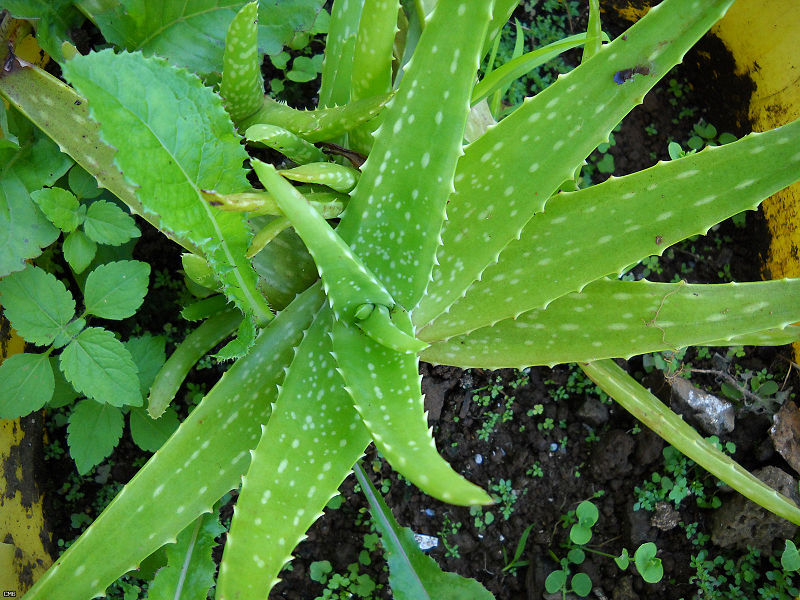 Aloe Vera