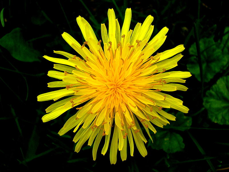 Dandelion