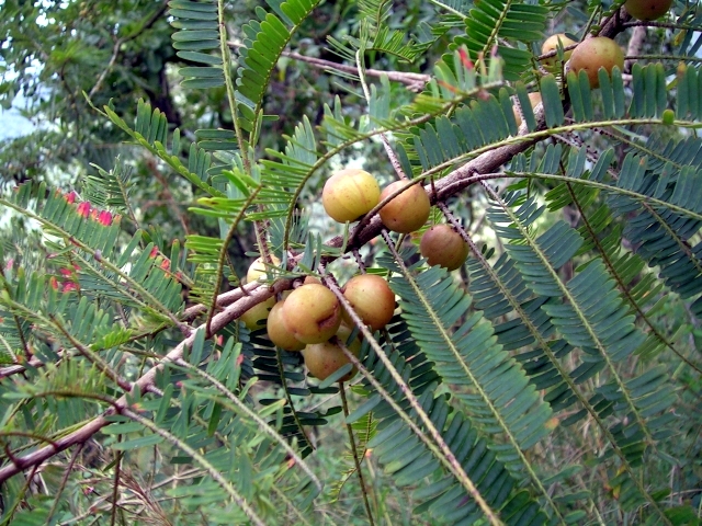 Triphala