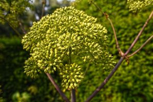 garden angelica 3505262 960 720