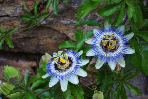 passionflower 1704206 960 720