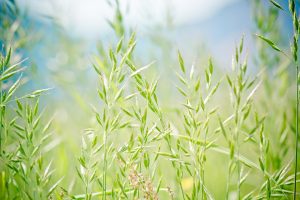 pointed fescue 1423178 960 720