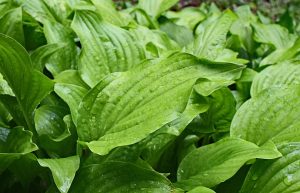 rain wet plantain lily leaves 2438603 960 720