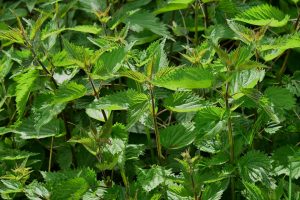 stinging nettle 785292 960 720