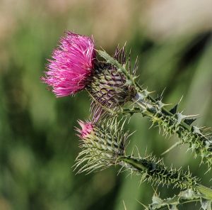 thistle 201844 960 720