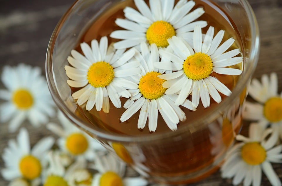 chamomile 829220 960 720