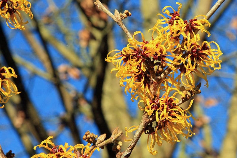 Witch Hazel