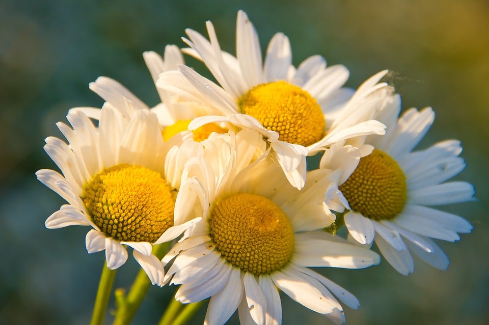 Chamomile