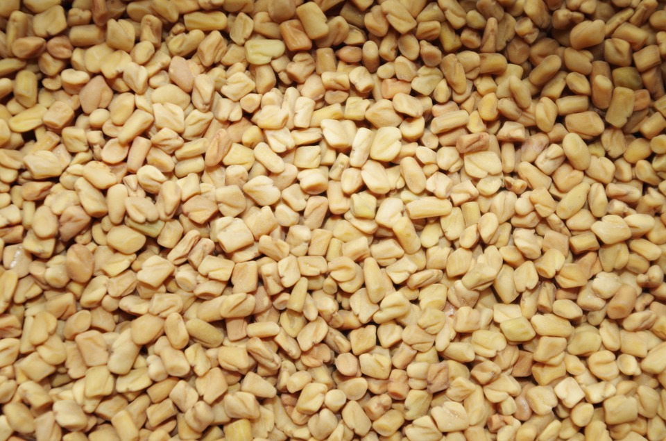 Fenugreek