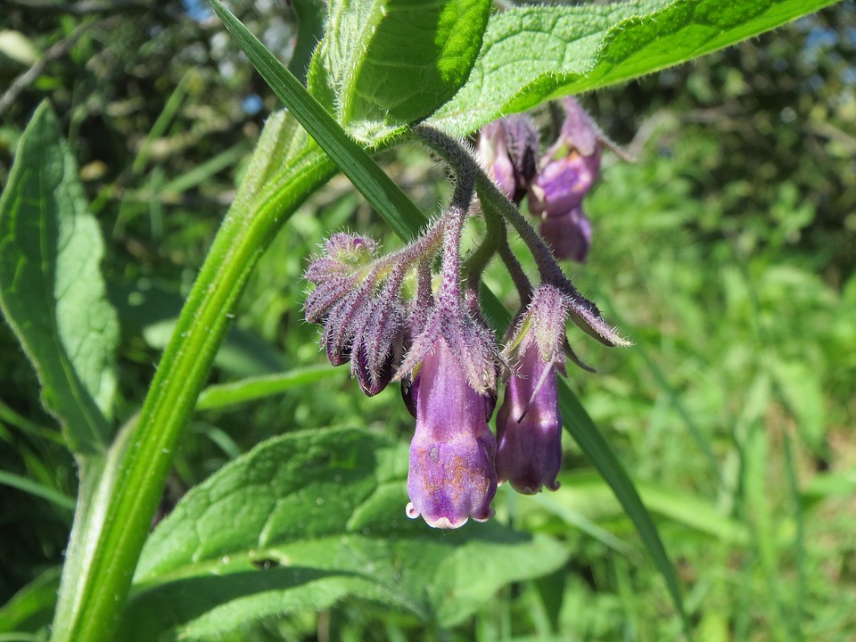 Comfrey