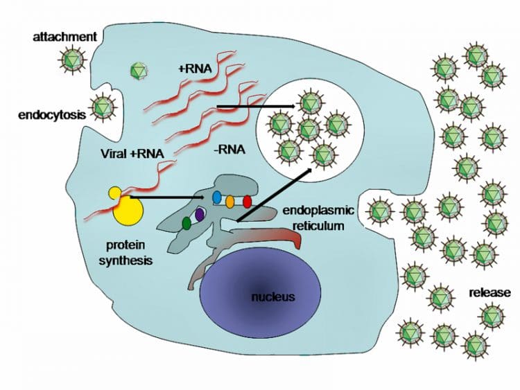 Who Should Be Tested for HCV?